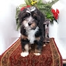 Michiana Bernedoodles